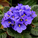 Blue African Violet Plant Live, 4 Inch Pot, Indoor Flowering Plant