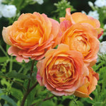 Rose Live Plant, Roses Flower Plant, Fragrant Flower for Planting, 4-6 Inches Tall, Bush Shrub Plants, Well Rooted, Ready to Grow (Orange Rose)