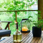 2 Citronella Scented Geranium Plants Live for Planting Indoor Outdoor 4-8 Inches, Fragrant Citronella Plant Ground and Container Growing
