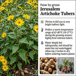 20 Jerusalem Artichoke Roots, Sunchoke Tubers for Planting, Garden Vegetable Root Plants for Outdoor Garden Beds, Raised Beds or Backyard Gardens