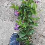 Purple Mandevilla Plants Live, Mandevilla Flower Live Plants, Live Mandevilla Vine Plant, 9 to 11 Inc Tall