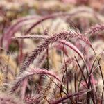 3 Purple Fountain Grass Live Plant Clumps 5-9" for Spring Planting, Ornamental Grass, Perennial Grasses Fast-Growing, Vibrant Color