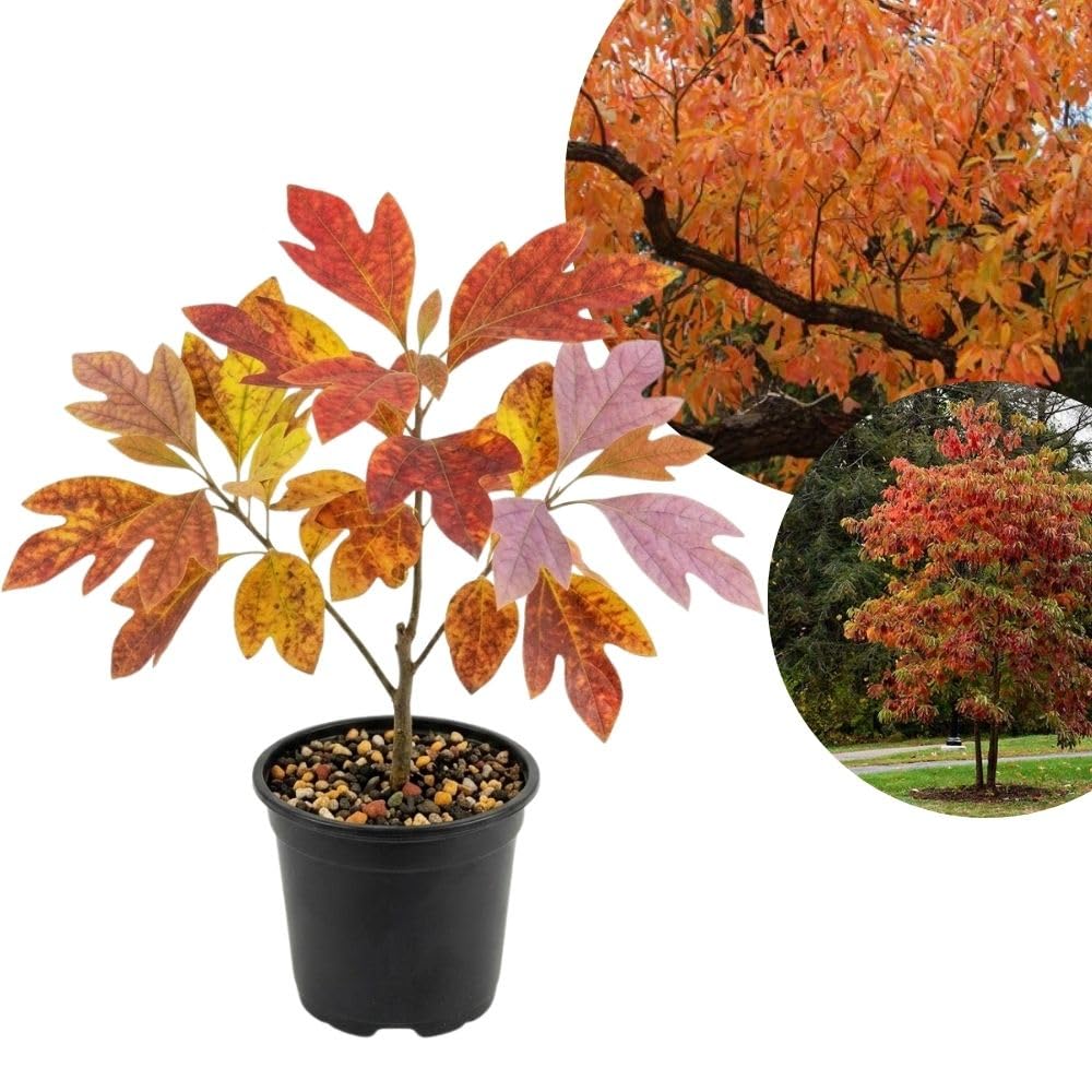Sassafras Tree Seedling Live Plant Bare Root 1-2ft Tall