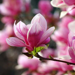 Magnolia Tree Live Plant 6 to 12 Inch Height, Fragrant Magnolia Plant Live to Grow, Magnolia Bush Flowers (Saucer Magnolia)