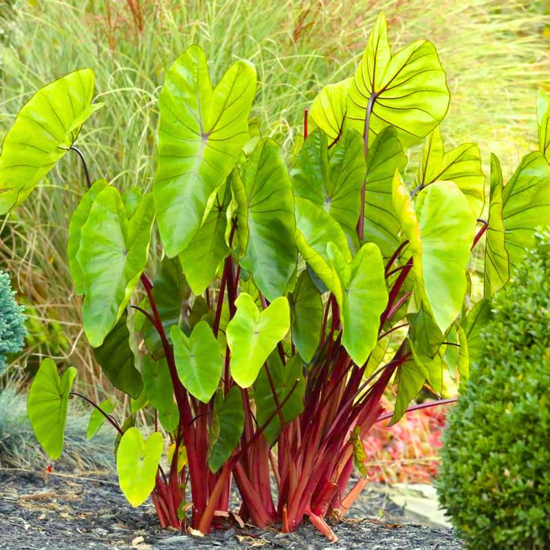 Colocasia Elephant Ears Live Plant, Alocasia Plant, Esculenta Taro Live Houseplant, 5-7 Inc Tall (Green Leaf, Red Stem)
