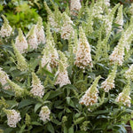 Pack 2 Butterfly Bushes Live Plant, Fragrant Buddleia Bush Shrub, 4 to 9 Inch Tall (White Blooms)