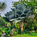 Palm Tree Live Plant, Fully Rooted in 3 Gallon Pot, Rare Tropical Plant Live for Indoor or Outdoor Growing, Giant