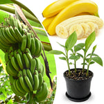 3-4 Shoots Banana Plant Live Tree, Dwarf Cavendish Banana Tree Live Plant, Rare Sweet Tropical Fruit, Outdoor Summer Hardy Gardening