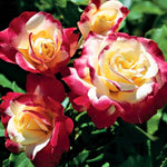 Rose Bush Live Plant, Heirloom Rose Plant Live for Planting, Fragrant Flowers Well Rooted Plant, 5-10 Inch Tall (Delight Rose)
