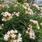 Oleander Plants Live, 2 Plants, 5 to 7 Inches Tall, Dwaft Salmon Oleander Live Plants Easy to Plant Growing, Zone 8 to 10