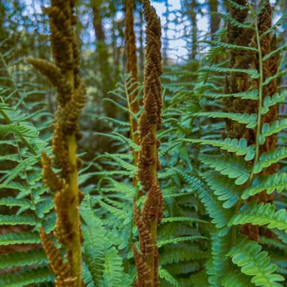 10 Lady Ferns Live Plants Outdoor, Live Ferns for Outdoors, Hardy Perennial Fern Rhizomes Roots Bare Roots