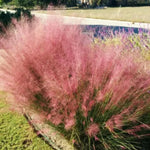2 Muhly Grass Plants Live, 5-9 Inch Tall Hardy Ornamental Grass Live Plants for Landscaping and Borders (Ruby Muhly Grass)