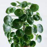 3 Money Tree Plants Live, Pilea Peperomioides Live Plants, 5 to 7 Inc in Height, Live Pilea Peperomioides Plants for Gardening Plant