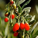 Goji Berry Plant Live, Half Gallon Pot Pot, 8-12 Inch Tall Cold Hardy Fruit Plant, Red Berry Fruit Tree