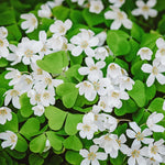Live Oxalis Plant 5-10" Tall, Green Shamrock Perennial Plants in Pot, Well Rooted Ornamental Plant for Growing Indoor Outdoor