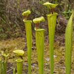 Hybrid Nepenthes Pitcher Plant Live in Pot, Pond Plant, Exotic Tropical for Indoor Outdoor Décor, Easy to Grow, Rare Variety, 7 Months Old