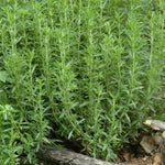 Pack 3 French Tarragon Plants Live for Planting, Hardy Tarragon Live Plants Culinary Gardening 4 to 8 Inch Tall