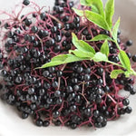 Elderberry Tree Live Plant Bush 5-9" in Tall, Elderberry Plants Live 9-Month-Old Bushes, Ready for Planting