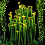 Nepenthes Pitcher Plant Pots Live Plants, Yellow Pitcher Nepenthes for Terrariums Backyard Gardens, Size Starter 8 Months Old for Easy Planting Indoor Outdoor