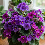 2 African Violet Plants, Violet Live Plant, 3-5 Inc Tall, Colorful Blooms