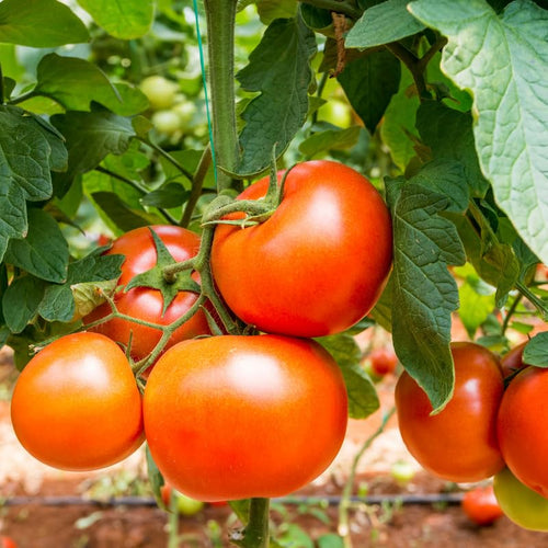 2 Bigbeef Tomato Plants Live for Planting, 4-6" Tomato Plants Live Potted, Vegetable Live Seedlings for Home Garden