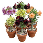3 Mixed Desert Rose Plants Live, 4-7 Inches Tall, Colorful Adenium Succulent Flowering Plants for Garden and Indoor Pots