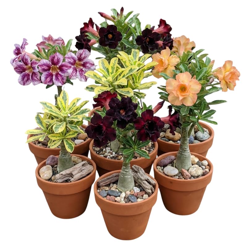 3 Mixed Desert Rose Plants Live, 4-7 Inches Tall, Colorful Adenium Succulent Flowering Plants for Garden and Indoor Pots