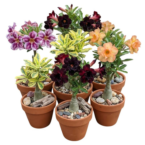 3 Mixed Desert Rose Plants Live, 4-7 Inches Tall, Colorful Adenium Succulent Flowering Plants for Garden and Indoor Pots