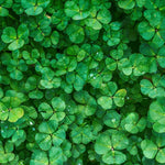Oxalis Shamrock Live Plant 3-6 Inches Tall, Shade Loving Shamrock Plant for Patio Pots, Containers and Home Decor