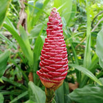 Set 2 Shampoo Ginger Rhizome Plant, Awapuhi Ginger 3–5 Inches Tall for Outdoor Growing