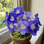 Purple Blue Streptocarpus Lady Slipper Plants in 3.25 Inch Pot, Live Flowering Houseplant for Patio, Containers and Indoor Gardening