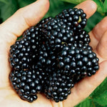 Arapaho BlackBerry Plants Live Starter Size, BlackBerry Bushes Cold Hardy for Planting Outdoor, Fast-Growing