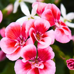 2 Rose Geranium Plants Live, Geraniums Live Plants, Colorful Flowering Plants for Garden, Patio, or Hanging Baskets, 5-9" Tall, No Pot