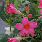 2 Mandevilla Plants Live, 4-6'' Tall, Mandevilla Flower Plants, Vibrant Flowers Plant for Outdoor Growing