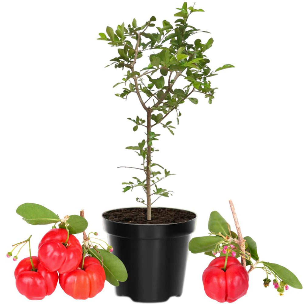 Acerola Barbados Cherry Tree Live Plant, 4-8 Inch Height, Live Barbados Cherry Plant Live to Grow Your Garden, No Pot