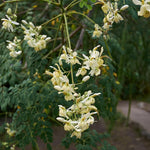 50 Moringa Seeds, Moringa Oleifera Tree Seeds for Planting - Fast Growing Drumstick Tree for Garden, Pots, and Outdoor Growing