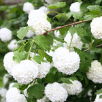Japanese Snowball Viburnum Live Plant, 8-10" Tall Viburnum Shrub in Pot, Hardy Flowering Snowball Bush for Outdoor Garden