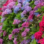 Blue Hydrangea Bush Live Plant, Cold Hardy Flowering Shrub, 1-1.5 Ft Tall