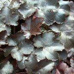 2-Pack Live Heuchera Coral Bells Plants, Deep Purple to Pink or Reddish-Brown Leaves, Vibrant Indoor Outdoor Planting