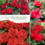2 Double Impatiens Plants, Double Flowering Impatiens Starter Plant 4-7 Inches, Shade Garden or Patio Container Flower (Double Red)