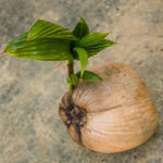 Yellow Coconut Sprouted Live Plant, 6-8 Inches Tall, Tropical Coconut Seedling for Outdoor Garden, Patio, Landscape and Container Growing