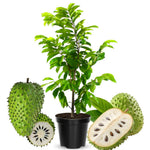 Soursop Tree Live Plant 8 Months Old No Pot, Tropical Annona Muricata Starter Plant, Very Fast-Growing, 5-9 Inches in Tall, No CA