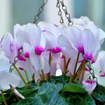 Set of 2 Cyclamen Plants Live, Hardy Cyclamen Plants, Vibrant Blooming Houseplant, 4 Inch Pot for Planting (White)