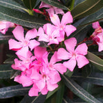 Pink Oleander Plant Live, Oleander Live Plant, 5 to 7 Inches Tall, Flowering Ornamental Shrub, Easy Care Outdoor Plant