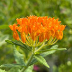 2 Orange Milkweed Plants Live Starter Size, 5-9" in Tall, Outdoor Planting, Spring Blooms, Cold Hardy, Perennial