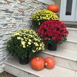 2 Chrysanthemum Plants Live, Mums Plants Live, Chrysanthemum Flowers Perennials Plant - Mixed