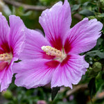 Althea Rose of Sharon Plant Live Bareroot 6-13 Inc, in Pot, Hibiscus Syriacus Flowers Ready to Grow (Pink Rose of Sharon)