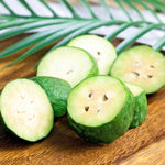 5-8 Inch Pineapple Guava Tree - Live Plant, Sweet Tropical Fruit for Home Gardens Indoor Outdoor Growing