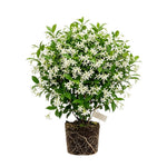 Confederate Star Jasmine Live Plant – Climbing White Flower Vine, Fragrant Indoor & Outdoor 4-6” Tall Decorative Plant