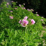 Set 4 Live Citronella Plants Live, Fragrant Citronella Geranium Live Plants, 4-9" Tall, Outdoor Live Plants for Patio and Garden